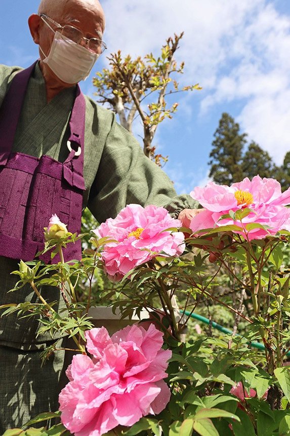 境内を華やかに彩るボタン＝郡上市美並町大原、桂昌寺