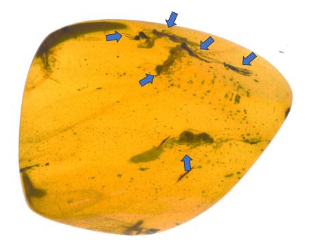 　琥珀から見つかった６匹のシリボソクロバチの仲間の化石。矢印の部分で確認された（大山助教提供）