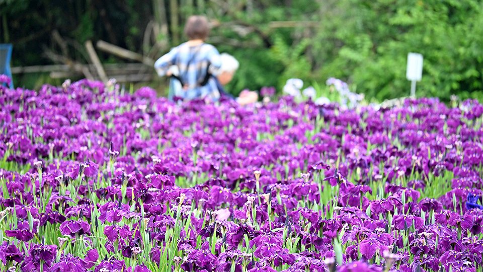 紫の花を咲かせ、見頃を迎えたハナショウブ＝土岐市泉町久尻、織部の里公園