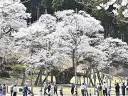 満開を迎え、多くの見物客を魅了する淡墨桜＝４月６日、本巣市根尾板所、淡墨公園