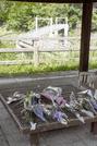 　北海道留萌市の女子高生の殺害現場となった、旭川市の神居古潭地区にあるつり橋付近に手向けられた花束＝２０２４年