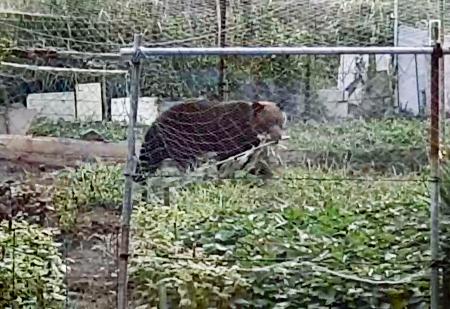 　家庭菜園でトウモロコシをくわえるヒグマ＝１４日午前６時１０分ごろ、北海道函館市（住民提供）