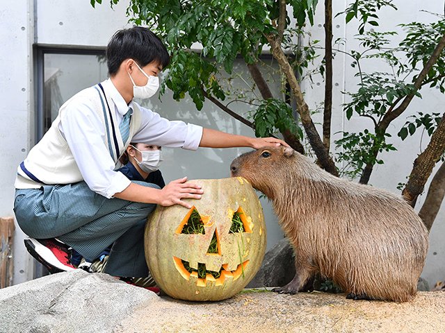 餌を詰めた巨大カボチャをカピバラにプレゼントする生徒＝各務原市川島笠田町、世界淡水魚園水族館アクア・トトぎふ
