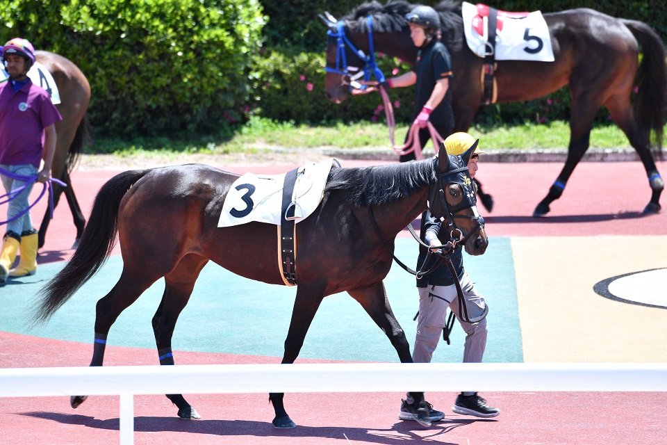 パドックを歩くオマタセシマシタ＝羽島郡笠松町、笠松競馬場