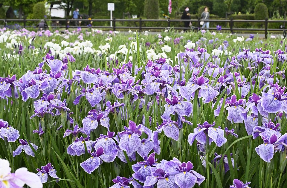 見頃を迎えたハナショウブ＝９日午前１０時４２分、大垣市曽根町、曽根城公園