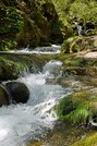 大日ケ岳に続く渓谷を流れる長良川。ブナなどで覆われた山林に、涼しい音を響かせている＝郡上市高鷲町西洞
