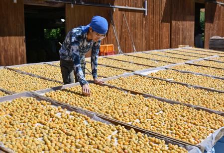 　南高梅の天日干し作業をする梅農家の広井建太さん＝２２日午前、和歌山県田辺市