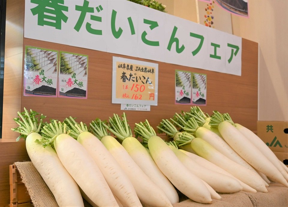 みずみずしく甘い岐阜県産の春ダイコン＝大垣市高屋町、カネ井青果アスティ大垣店