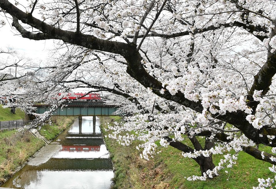 見頃を迎えた百十郎桜＝２４日午後０時１７分、各務原市、新境川