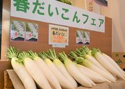 みずみずしく甘い岐阜県産の春ダイコン＝大垣市高屋町、カネ井青果アスティ大垣店