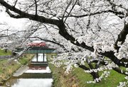見頃を迎えた百十郎桜＝２４日午後０時１７分、各務原市、新境川