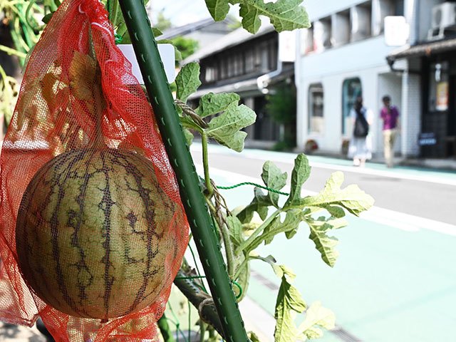 暑さ対策で空中スイカを栽培する本町オリベストリートに強い日差しが照りつけた＝１３日午後３時、多治見市本町