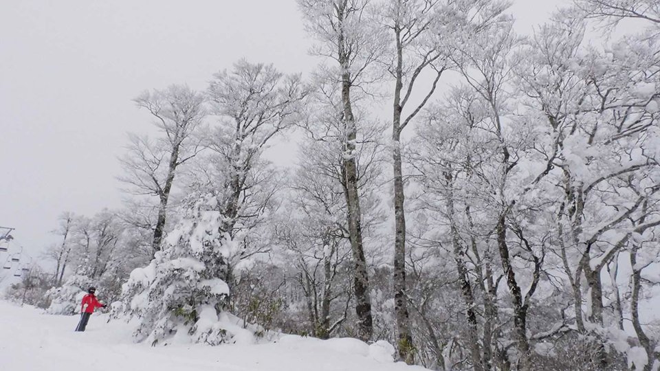 氷点下の冷え込みで姿を現した樹氷＝飛騨市神岡町、ひだ流葉スキー場