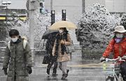 今季初積雪で、名鉄岐阜駅近くの街路樹にも雪が降り積もった＝２７日午前９時３７分、岐阜市神田町