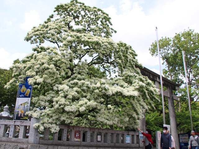 真っ白な花が見頃を迎えたヒトツバタゴ＝岐阜市金町、金神社