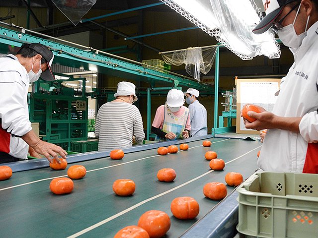 柿を選別する生産者ら＝本巣市見延、ＪＡぎふ糸貫選果場