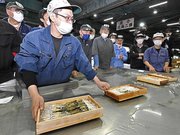 初競りで次々と競り落とされる長良川産の天然鮎＝１２日午前６時２分、岐阜市茜部新所、市中央卸売市場