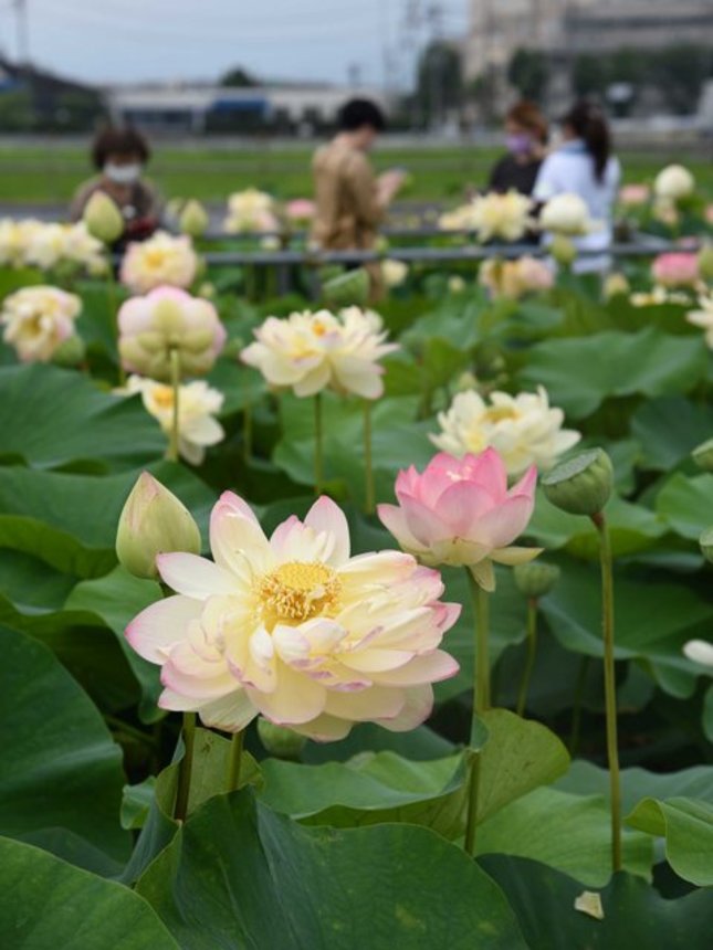 訪れる人を楽しませている白やピンク色のハスの花＝大垣市米野町