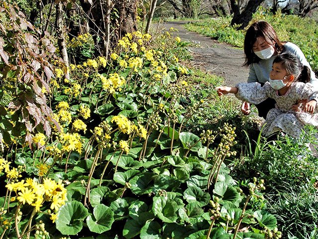 見頃を迎え訪れる人を楽しませるツワブキ＝養老町飯田、小畑川左岸堤防