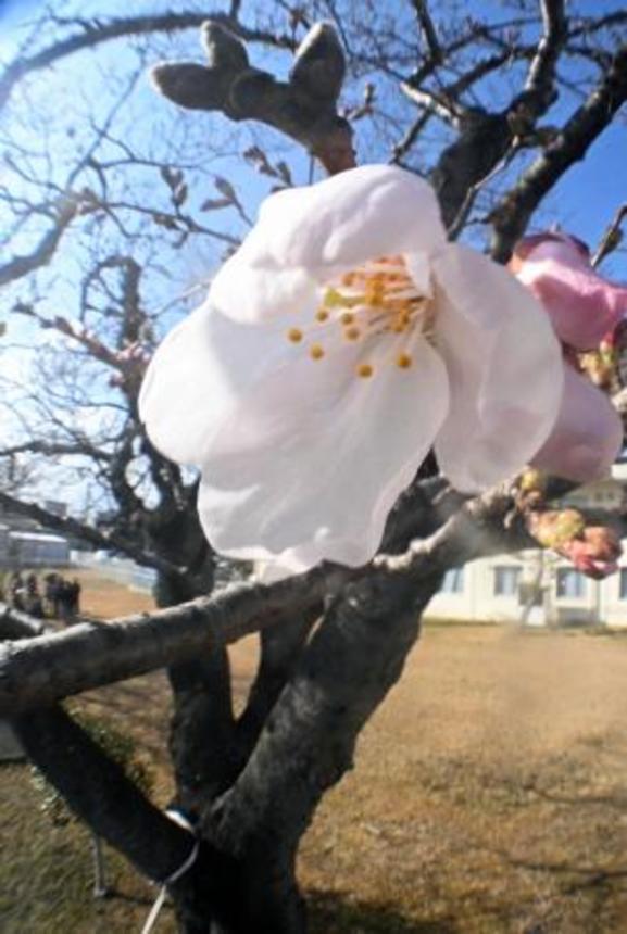 　福島県いわき市で市民団体らが独自に「開花宣言」した旧小名浜測候所の旧標本木の桜＝２７日午後