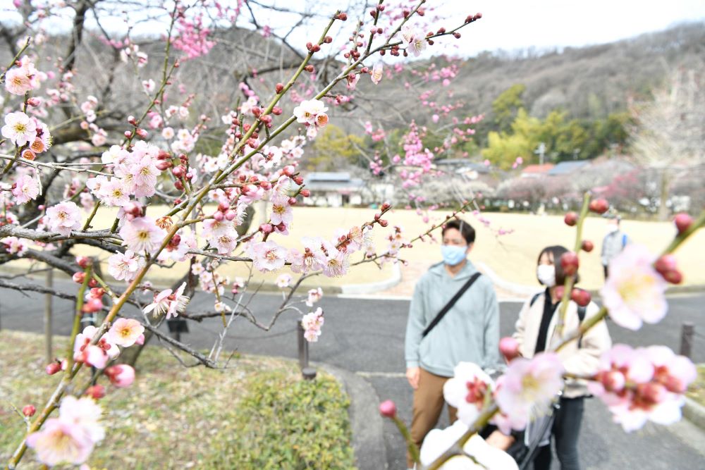 春の訪れを告げる梅の花＝７日午後１時１６分、岐阜市梅林南町、梅林公園