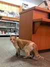 ウナギ店で目が合った、にゃんすけ＝中津川市