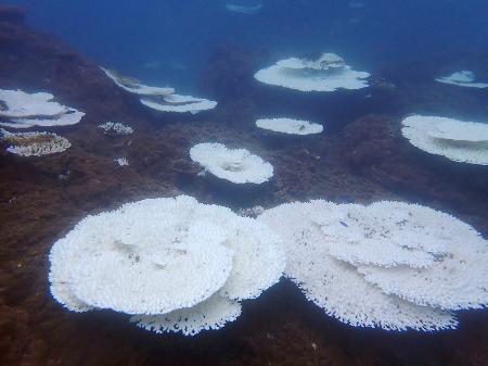 　静岡県の田子島で確認された白化したサンゴ＝２０２４年（国立環境研究所・ＮＰＯ法人ＯＷＳ提供）
