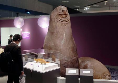　国立科学博物館の特別展「生きものたちの性」で展示されたミナミゾウアザラシの剥製。雄の体重は雌の３倍以上にもなる＝３０日午後、東京・上野