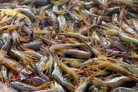 　北海道別海町の野付湾で漁が始まり、船に揚げられたホッカイエビ＝３０日早朝