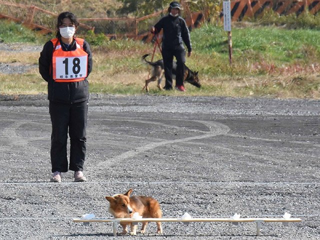 臭気選別に挑む犬と指導手＝瑞穂市牛牧、県警穂積分庁舎