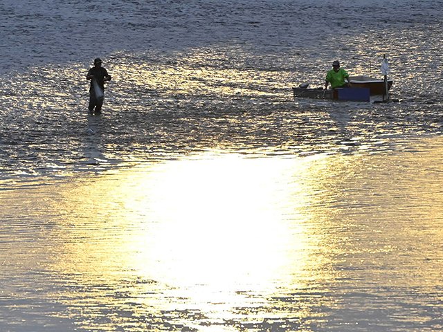 夕暮れの中、瀬張りの仕掛けの前で落ち鮎を狙う漁協組合員＝１８日午後４時５６分、岐阜市の長良川