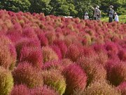 赤く色づいたコキア＝郡上市高鷲町、ひるがのピクニックガーデン