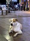 　インド・ニューデリーの路上に座る野良犬＝３月（共同）