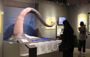 　国立科学博物館の特別展「生きものたちの性」＝３０日午後、東京・上野