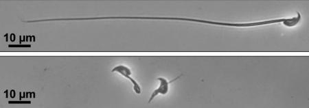 　マウスの精子の顕微鏡画像。タンパク質「ＣＦＡＰ９１」を作る遺伝子を欠損させた精子（下）は、べん毛の形成がうまくいかず泳げなくなった