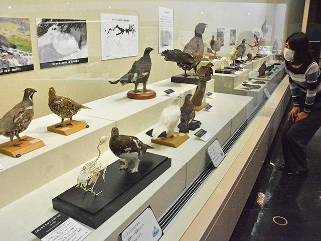 国内外のライチョウのはく製などが並ぶ企画展＝関市小屋名、県博物館
