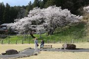 満開を迎えた臥龍桜＝１３日午後２時４６分、岐阜県高山市一之宮町、臥龍公園