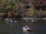 湖面にボートを浮かべ、紅葉の景色とともに釣りを楽しむ人たち＝山県市長滝、伊自良湖
