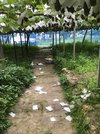 カラスがつついたことにより実や袋が落下したブドウ畑＝岐阜市長良志段見