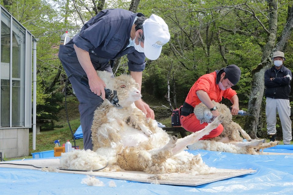 初夏に備えて行われたヒツジの毛刈り＝土岐市肥田町肥田、陶史の森