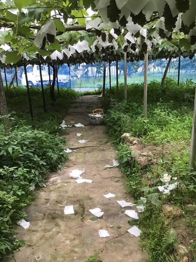 カラスがつついたことにより実や袋が落下したブドウ畑＝岐阜市長良志段見