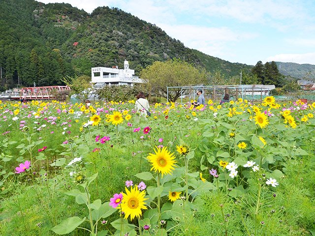 ヒマワリとコスモスが咲きそろう「ひまコス畑」＝美濃市下河和、洲原ひまわりの里