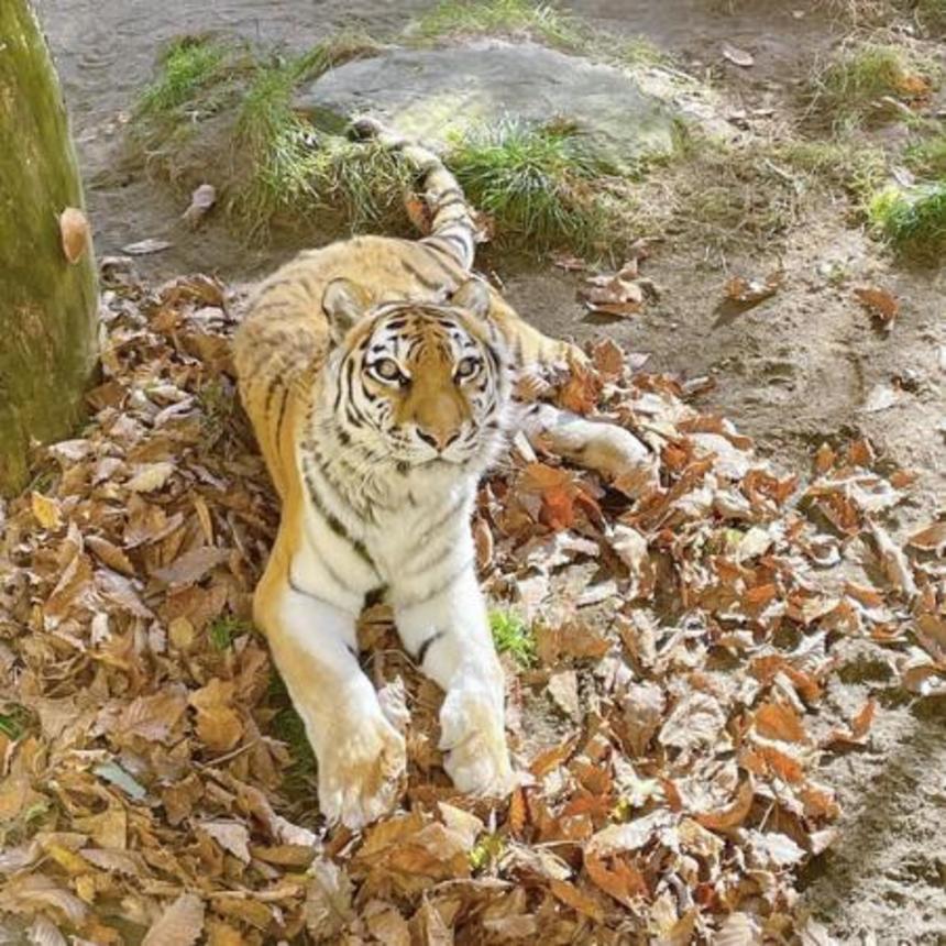 　アムールトラの「ココア」＝２０２４年１０月（釧路市動物園提供）