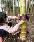 成長したタケノコの皮を剝ぐ日比千恵子さん。根元に近い方は竹そのもの