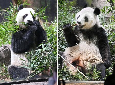 　双子のジャイアントパンダ、シャオシャオ（右）とレイレイ＝１月、東京都台東区の上野動物園