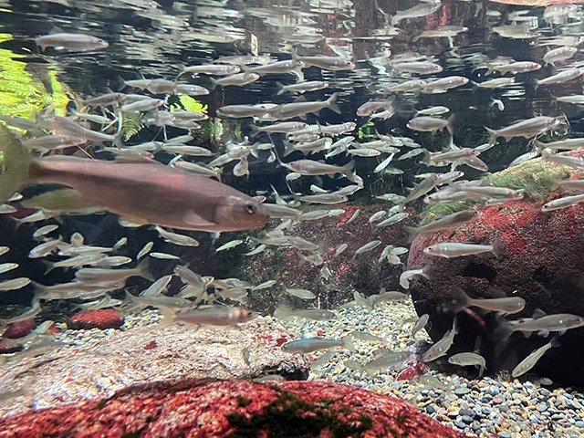 清流長良川の夏を代表する魚、鮎が群泳する水槽＝各務原市川島笠田町、世界淡水魚園水族館アクア・トトぎふ