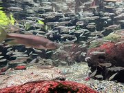 清流長良川の夏を代表する魚、鮎が群泳する水槽＝各務原市川島笠田町、世界淡水魚園水族館アクア・トトぎふ
