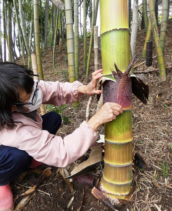 成長したタケノコの皮を剝ぐ日比千恵子さん。根元に近い方は竹そのもの
