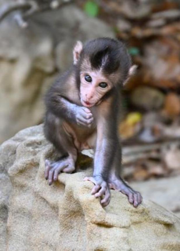 　岩に登る赤ちゃんサル＝６月、宮崎県串間市の幸島