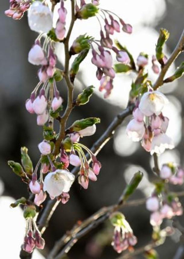 　札幌市の札幌管区気象台で開花したソメイヨシノ＝１８日午後